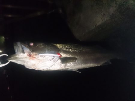 石津にてシーバス釣行